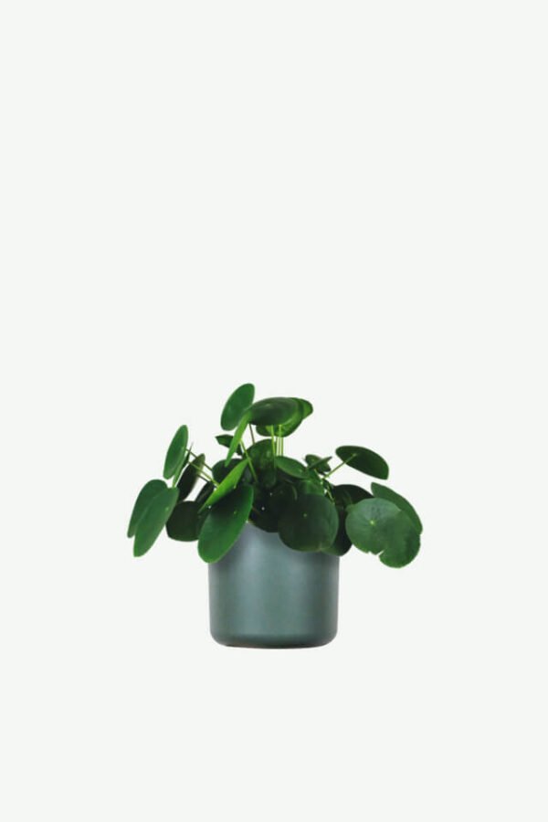 Pilea Peperomioides